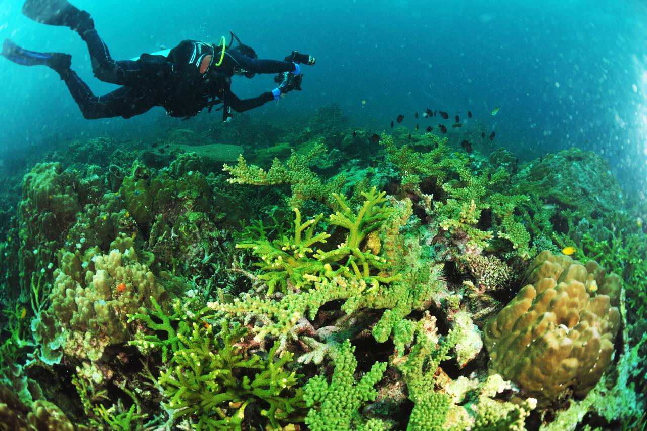 Scuba divers exploring coral reefs in Cambodia