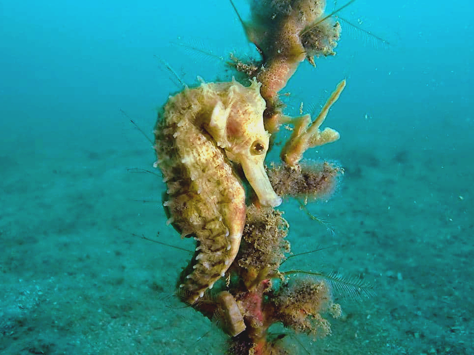 Diver exploring coral reef
