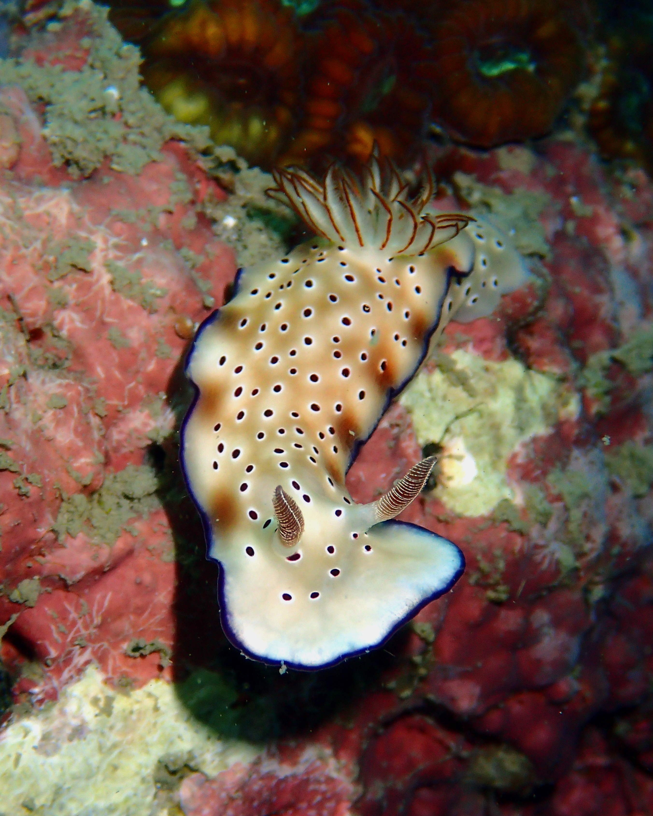 Snorkeling near island rocks