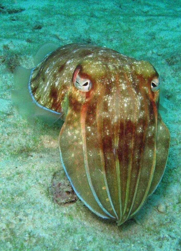 Deep Diver
